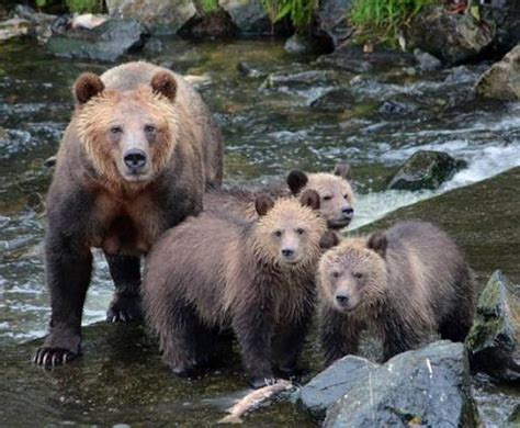 Grizzly Bears Cubs | Grizzly Bear Tours & Whale Watching, Knight Inlet