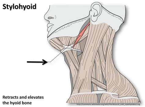 Stylohyoid - Muscles of the Upper Extremity Visual Atlas, … | Flickr