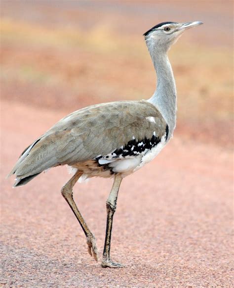 Pin on Bustards