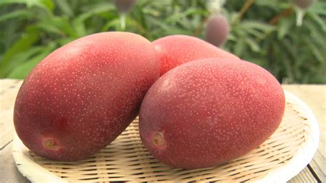 For Mango Lovers: Everything about World's Most Expensive Mango- Miyazaki