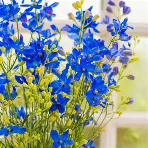 Diamonds Blue Delphinium | Shop Perennials | Spring Hill