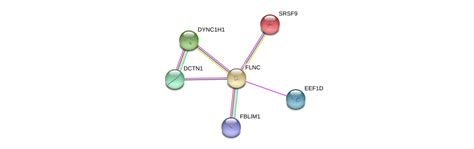 FLNC Gene - GeneCards | FLNC Protein | FLNC Antibody