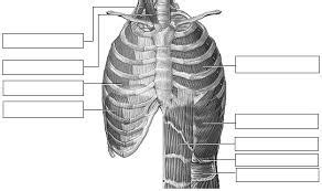 DC Anatomy and Physiology: Muscles of Respiration Diagram | Quizlet