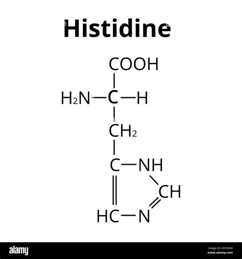 Amino acid Histidine. Chemical molecular formula Histidine amino acid ...