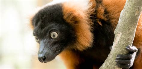 RED RUFFED LEMUR – Yellow River Wildlife Sanctuary