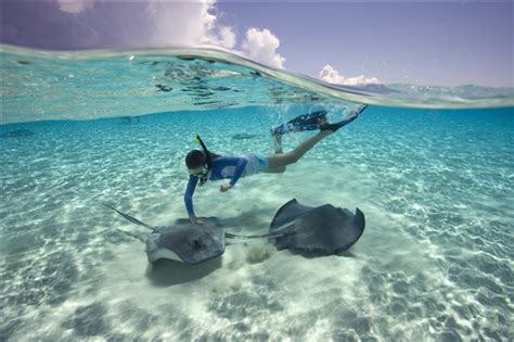 Stingray City (Grand Cayman) Reviews | U.S. News Travel