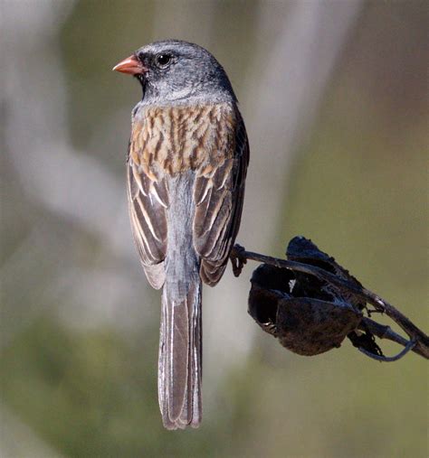 Black-chinned Sparrow | San Diego Bird Spot