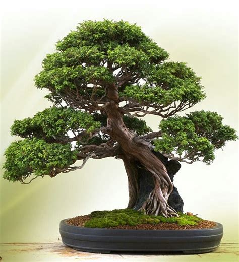 Hinoki Cypress (Chamaecyparis Obtusa / Tsuyamahinoki) | Bonsai ...