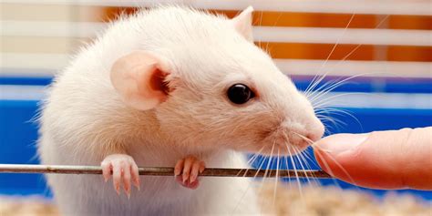 Human brain cells implanted in rats offer research gold mine - Raw Story