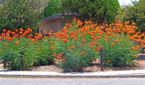 Red Bird of Paradise Bush | Desert plants, Desert landscaping, Desert garden