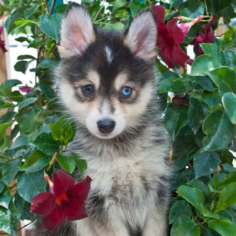 The Pomsky, A Triple-A Crossbreed: Adorable, Active, and Adaptable - K9 Web