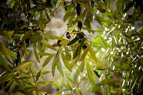 Olive Types and Varieties - Complete Gardering