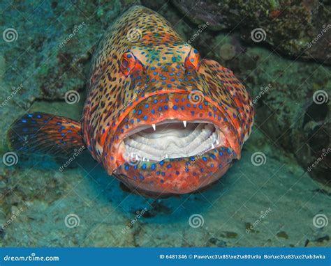 Red grouper stock photo. Image of horn, floating, holiday - 6481346