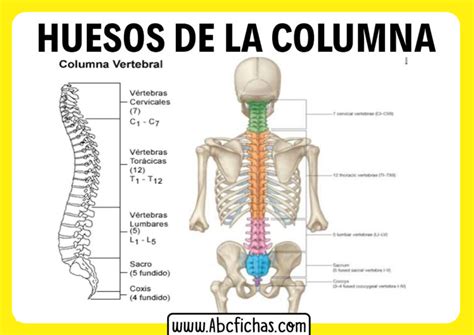 Anatomia de los huesos de la columna - ABC Fichas