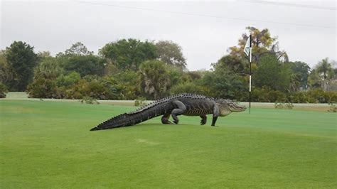 PHOTOS: Giant alligator on a Florida golf course - ABC7 Chicago