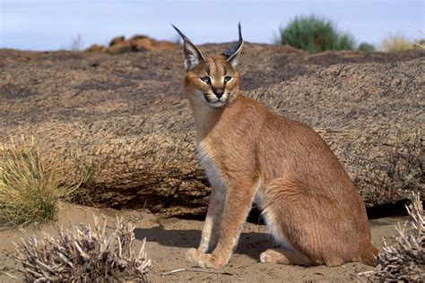 Forgotten Felines: The Seven Small Cats of Africa