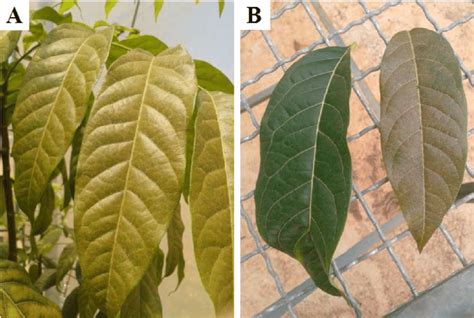 Eutetranychus banksi on mahogany leaves. A) Yellowing and leaf bronzing... | Download Scientific ...