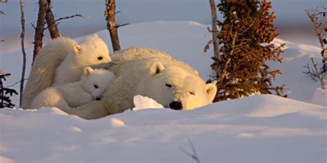 25 Heart-Melting Moments Between Animal Parents And Their Young | HuffPost