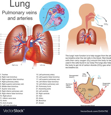 Lung pulmonary veins and arteries Royalty Free Vector Image