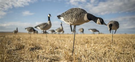 7 Deadly Waterfowl Decoy Spreads - HuntStand