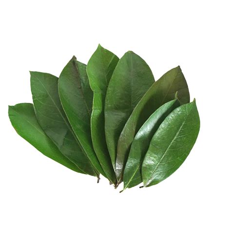 Premium Freshly Hand-Picked Dried Soursop Leaves