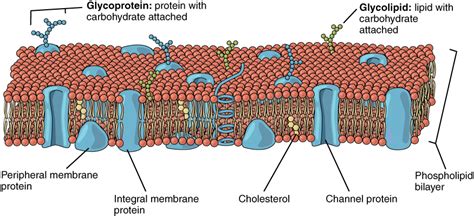 The Cell Membrane | Anatomy and Physiology I