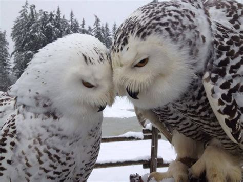 Snowy Owl Love in the Snow | Owl, Snowy owl, Pet birds