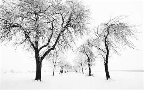 Wallpaper : landscape, drawing, nature, snow, branch, Freezing, tree, weather, season, blizzard ...