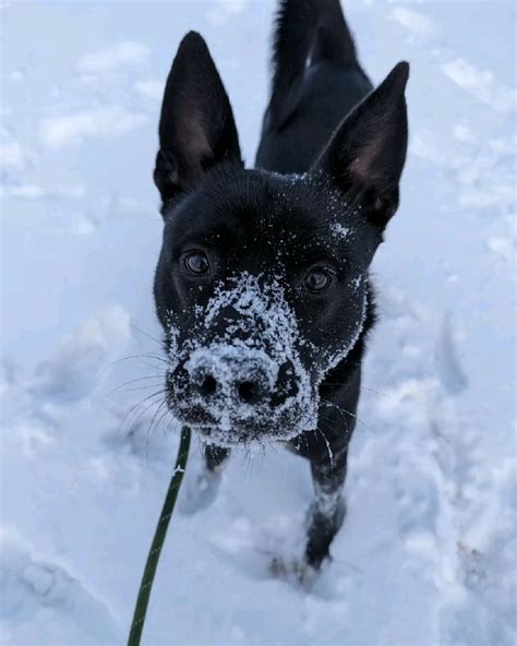 happy snow dog | Snow dogs, Dogs, Snow