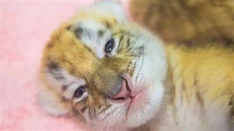 Golden tiger cub| Four extremely rare golden tiger cubs born in China zoo [PHOTOS, VIDEO ...