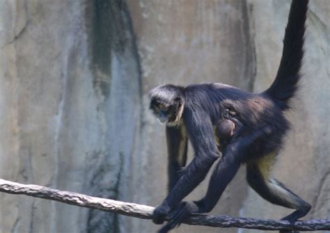 Mexican Spider Monkey Born at Palm Beach Zoo | WPB Magazine