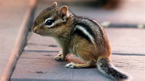 What Does Chipmunk Poop Look Like: Identification & Pictures