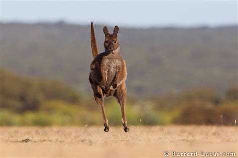 Kangaroo Hopping - Burrard-Lucas Photography