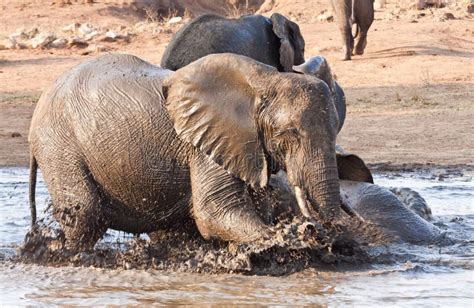 Elephant Playing in Water with Rest Stock Photo - Image of bush, nature: 17825838