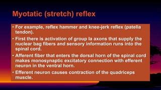 Myotatic reflexes | PPT