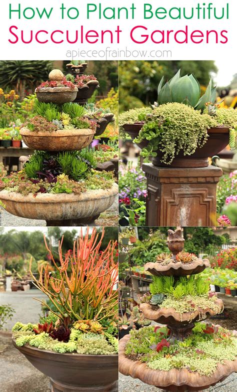 7 Steps For The Perfect Succulents Garden