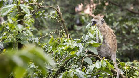 What Is Monkey Coffee And Why Is It So Rare?