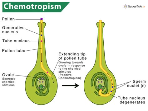 Chemotropism – Definition with Examples & Diagram