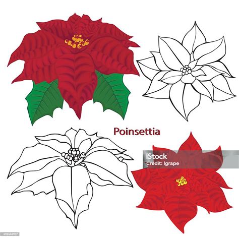 Ilustración de Flor De Nochebuena Flowers Contornos De Flores Sobre Un Fondo Blanco y más ...