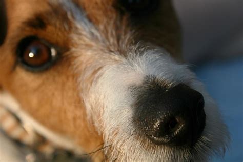 Why Does My Dog Have a Dry Nose? - PetHelpful