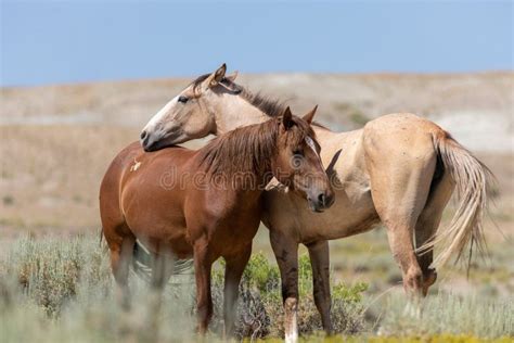 Pair of Wild Horses in Colorado Stock Image - Image of mammal, animal: 167414013