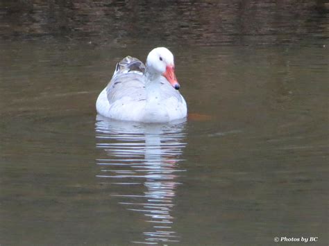 Albino Canada Goose.. | I never knew they existed until I lo… | Flickr