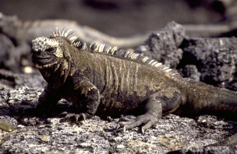 Equador: Galapagos-Waran on Galapagos Islands Stock Photo - Image of reptiles, park: 133146854