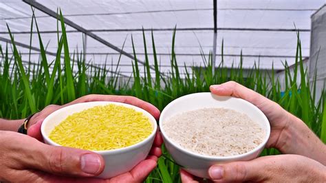 Can golden rice prove agricultural science has a role in ending malnutrition? - ABC News