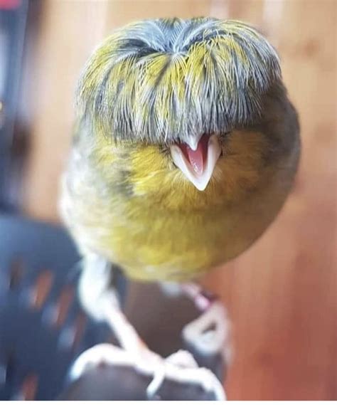 Gloster Canary | Most beautiful birds, Beautiful birds, Pet birds