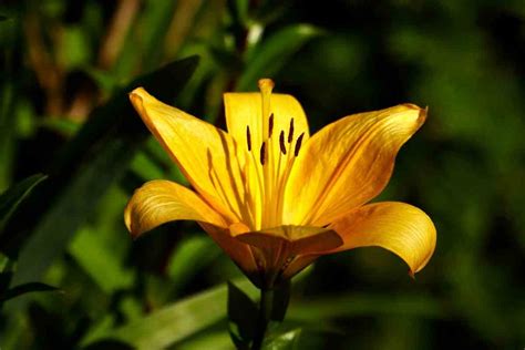 11 Plants That Absorb Water (Helps With Garden Drainage) - Gardenia Organic