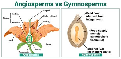 Angiosperm or Gymnosperm - Tree Identification - Forestrypeida