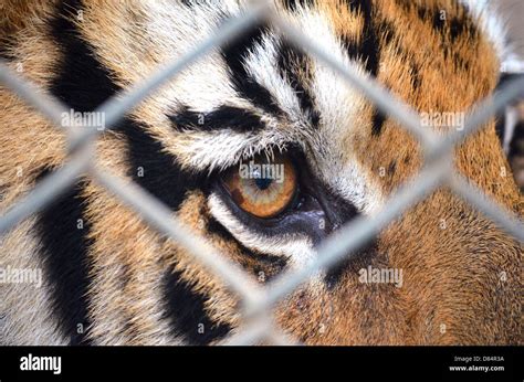 brown tiger eye thailand cage Stock Photo - Alamy