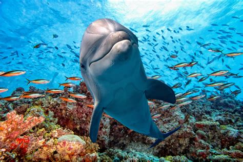 Dolphins must "shout" over underwater noise to communicate - Earth.com