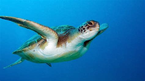 Mallorca's Most Endangered Species: Sea Turtles | Affordable Mallorca